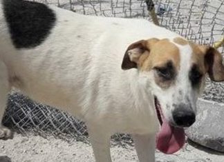 It’s a dog’s life