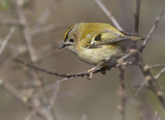 Rye provides 7-millionth record