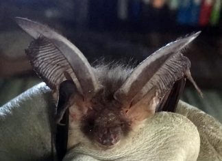 What is a castle without a bat?