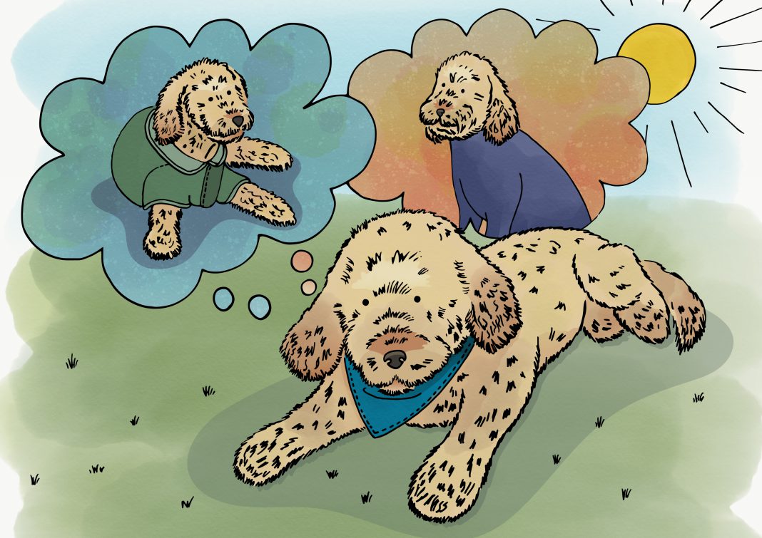 Dede daydreaming in the sun