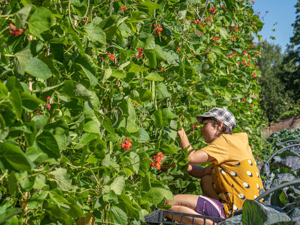 Emma harvesting for food banks