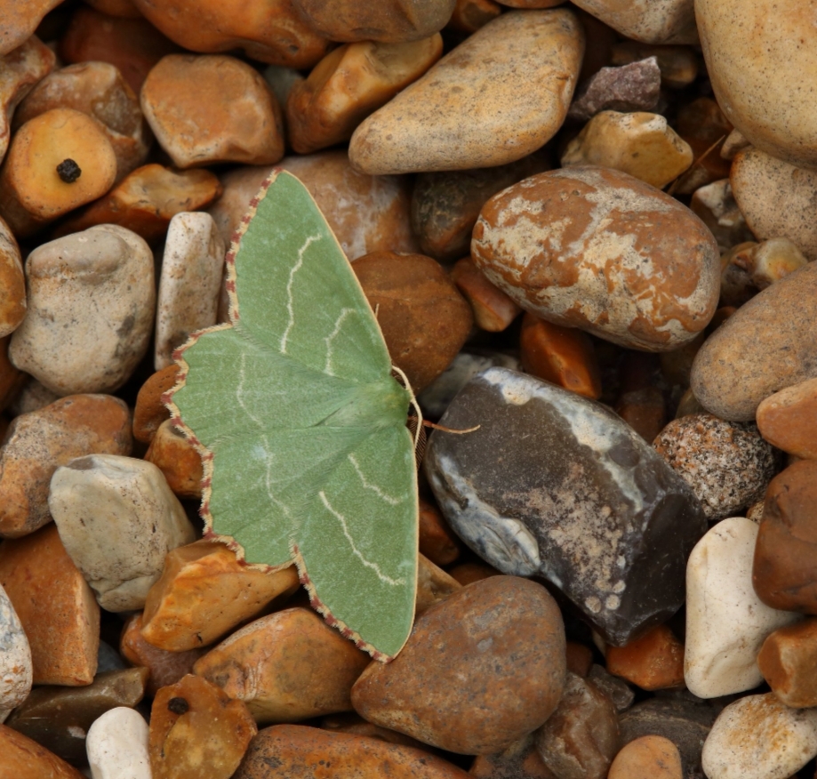 Butterfly Conservation Habitat Creation & Wildflower Seed Collection Volunteer Day