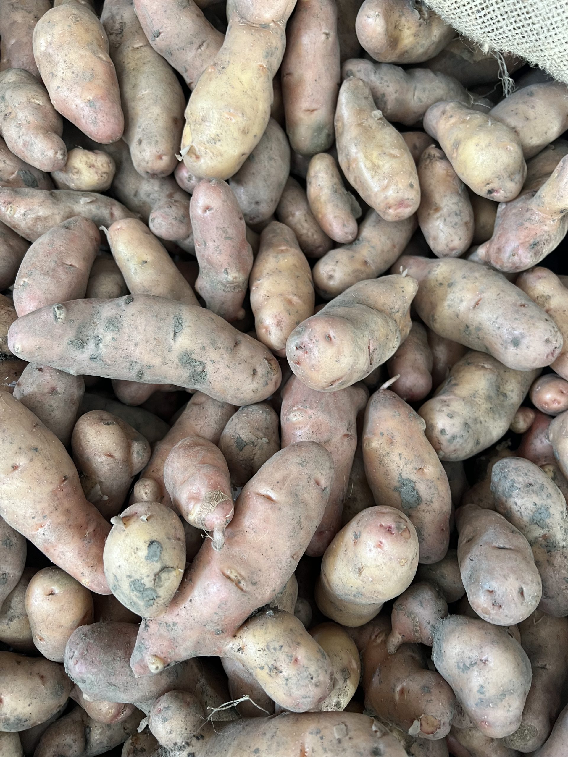 newly harvested potatoes