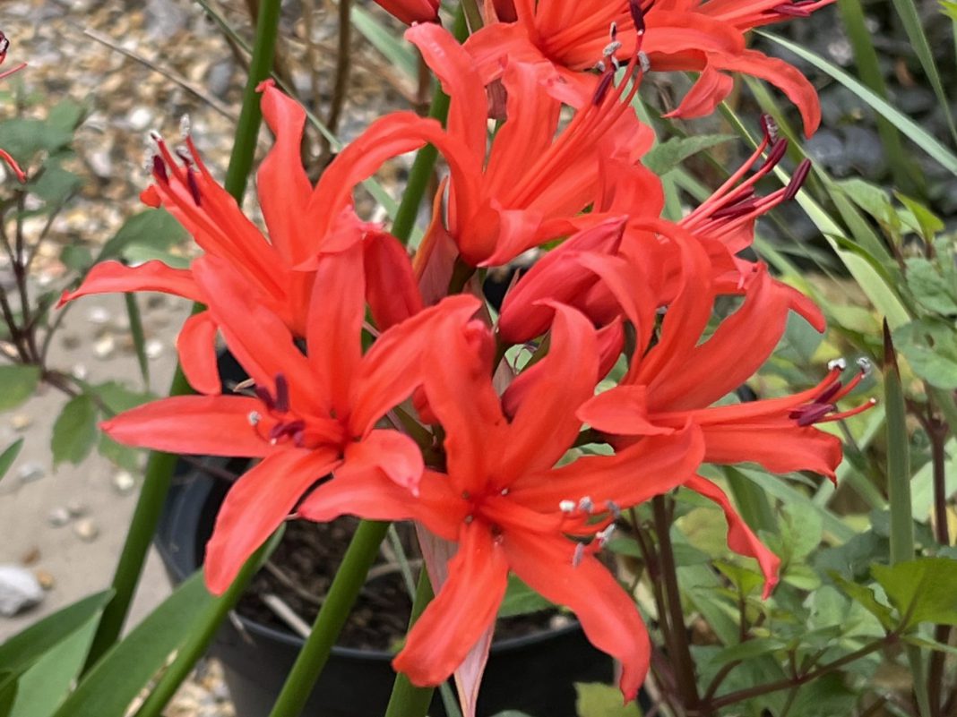 Autumn colour with nerines