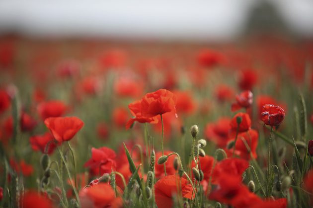 Why do we wear poppies? | Rye News