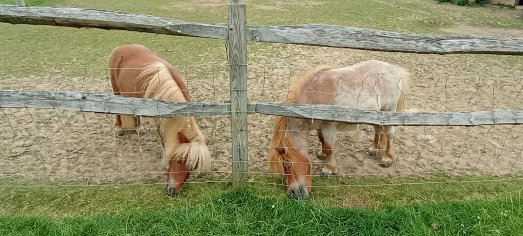 Little Gate Farm Country Fair