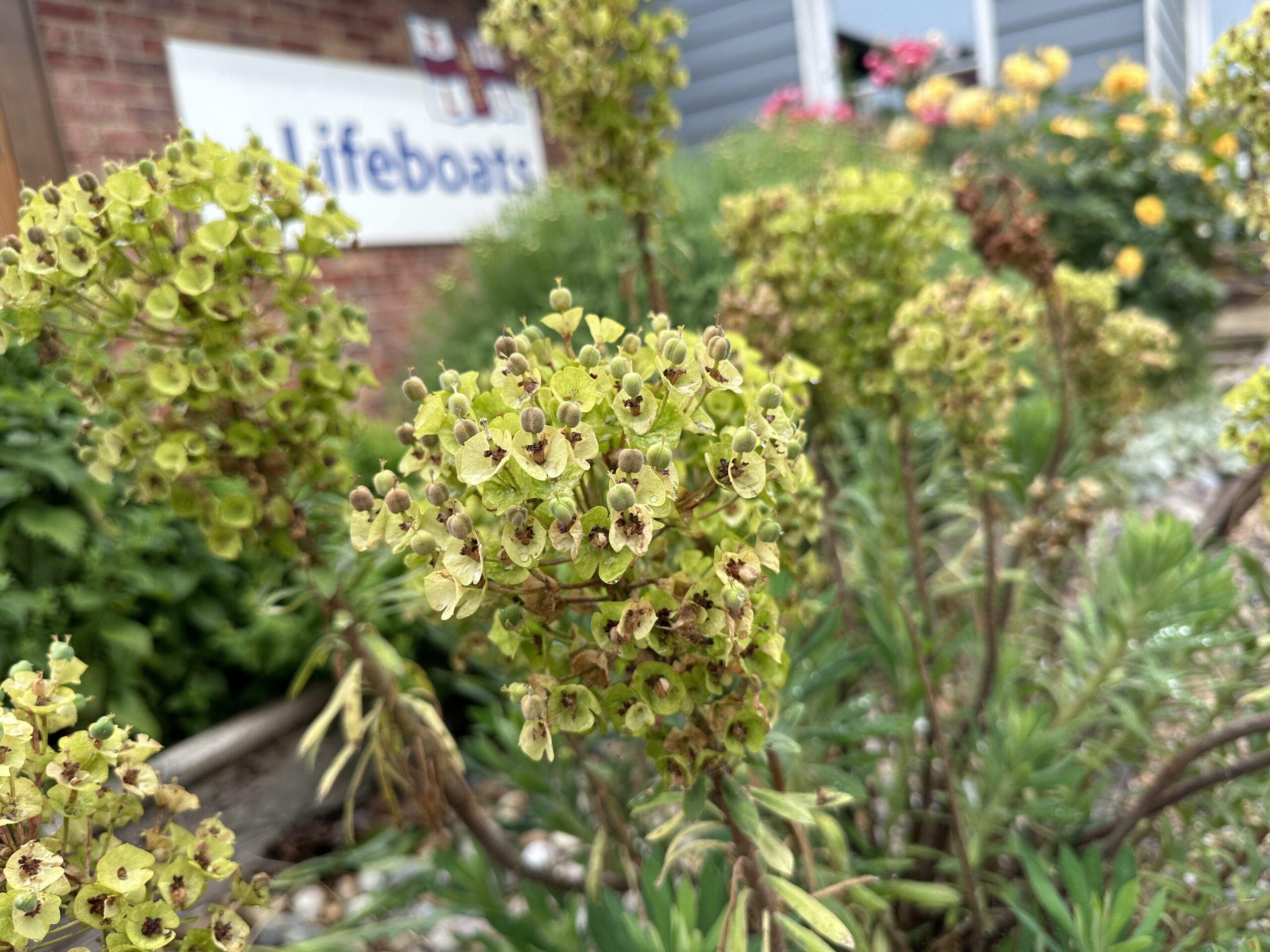 Euphorbia Plant Can Cause Cancer