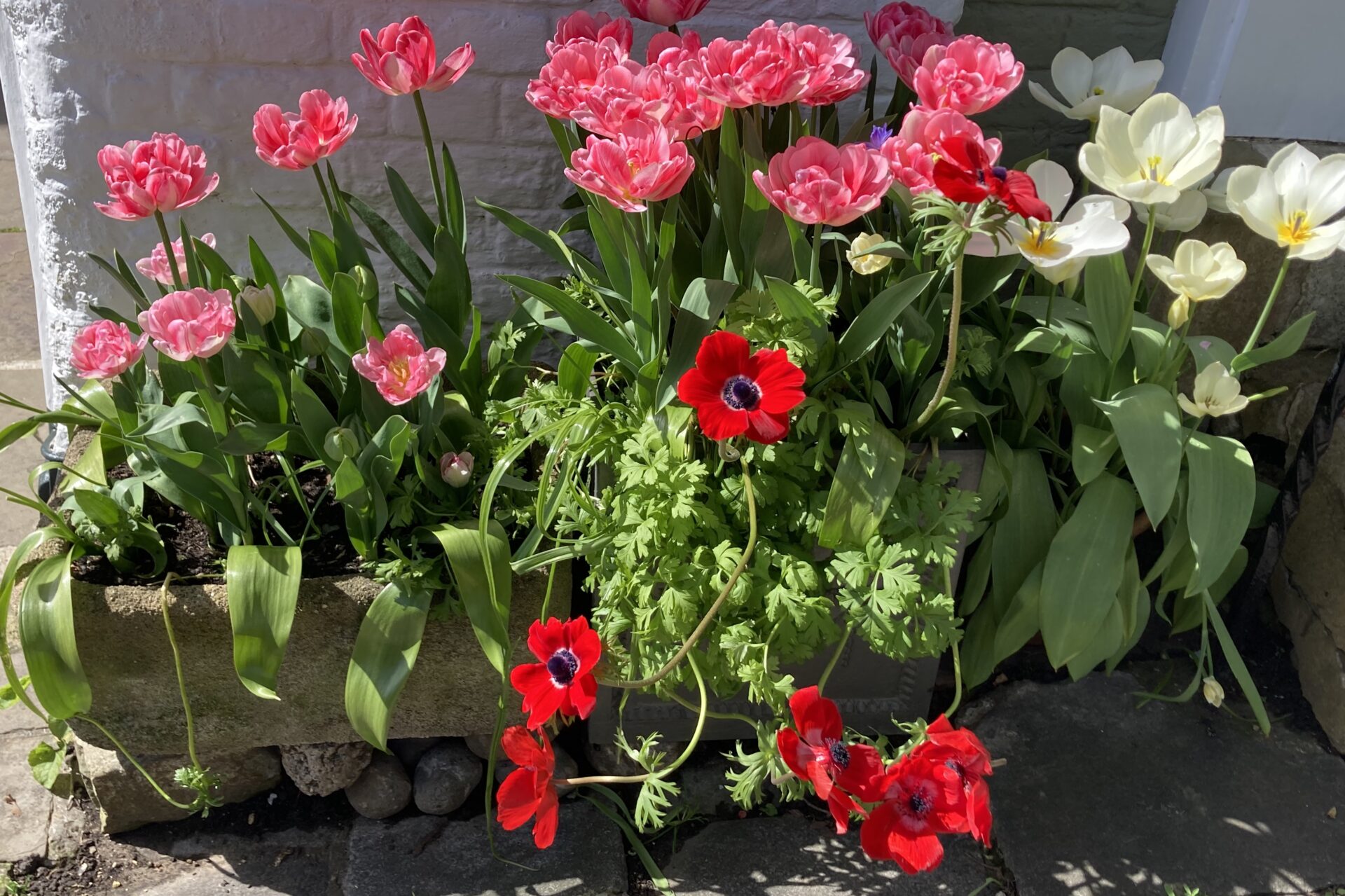 Spring Is In The Air Rye News spring-is-in-the-air-rye-news