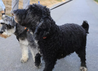 Who let the dogs out?