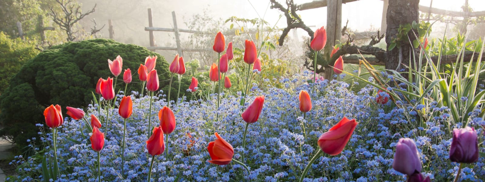 Planning and preparing your border for Spring and Summer