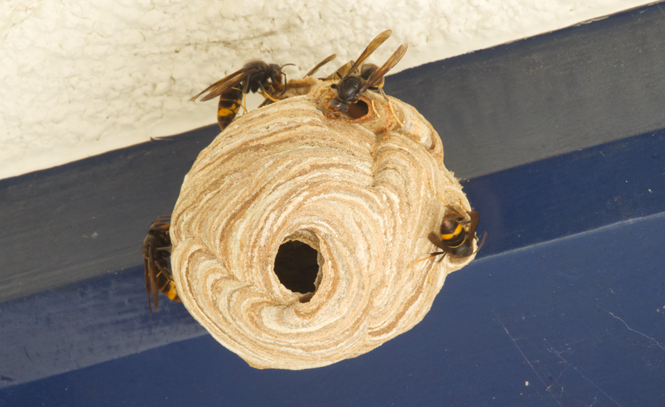 Asian Hornets Found At Harbour Rye News Asian Hornets Found At Harbour Rye News