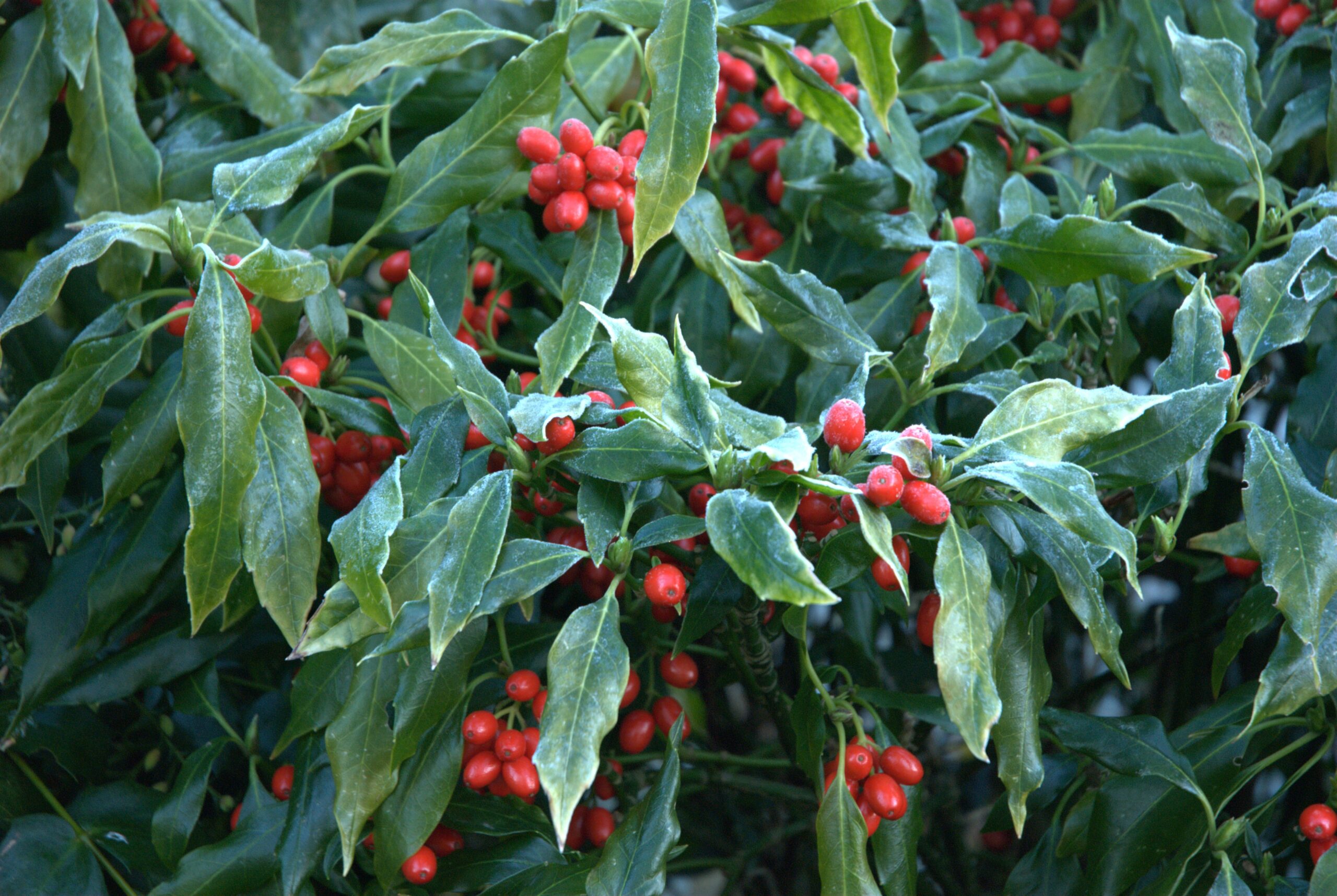 Great Dixter - Winter Interest Tour