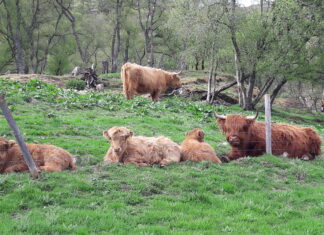 Travels with hairy cows – a unique move to Rye from the Highlands