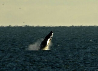 Amazing surprise visitor spotted in Rye Bay and beyond