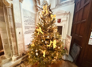 A forest of Christmas trees