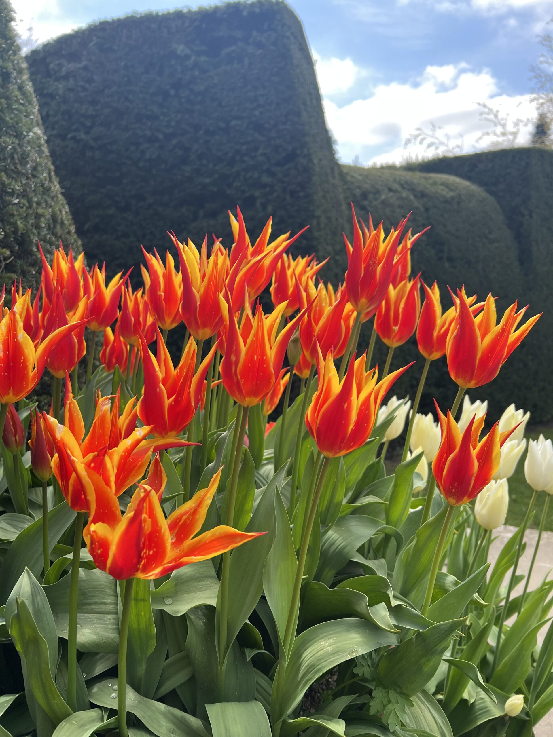 Great Dixter Spring Plant Fair