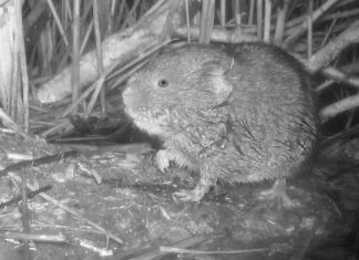 The rarest of mammals