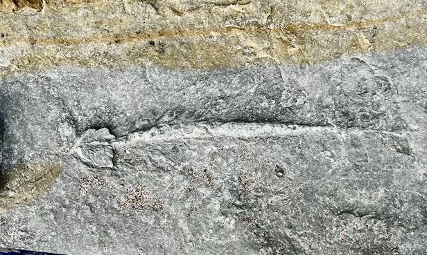 Strandliners - Winter Walk