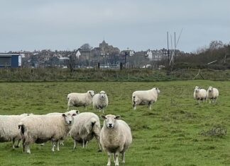 An award winning shepherd