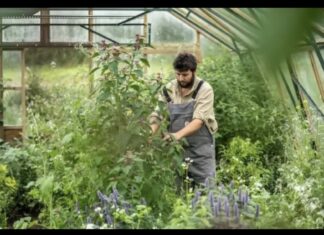 From Kandahar to cottage kale