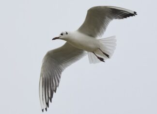 Bird flu on the nature reserve