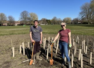 Micro-wood in Mason Field