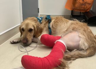 Joey’s journey of recovery