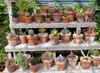 Gardeners’ question time