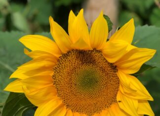 Get inspired for the flower and veg show