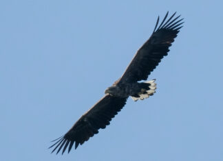 Exciting rare sight on the reserve