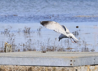 222 visitors to the Guide in a Hide