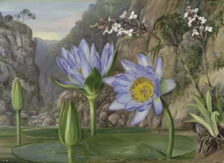 The botanic legacy of an extraordinary woman Permission for fair use given by Angie Hudson, Communications Assistant Marketing & Commercial Enterprises 28.5.2025 email to JD for single use. DO NOT REUSE