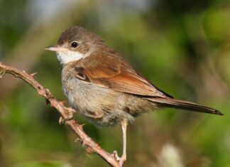 The Cadborough Cliff chorus – spring birdsong so close to the centre of Rye
