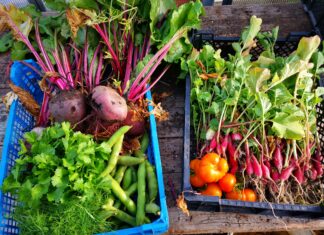 Summer in the Rye Community Garden