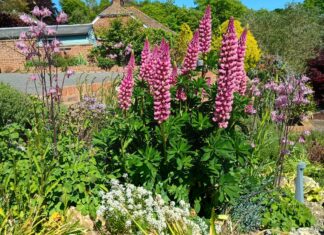 Spring flowers on show