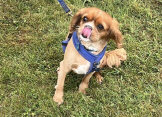 Inaugural RNLI Rye Harbour Dog Show