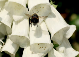 Winchelsea gardens delight the public
