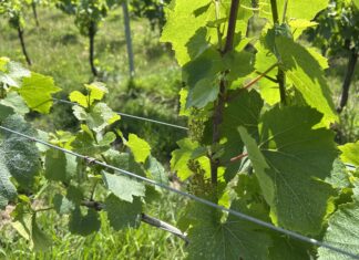 From strength to strength