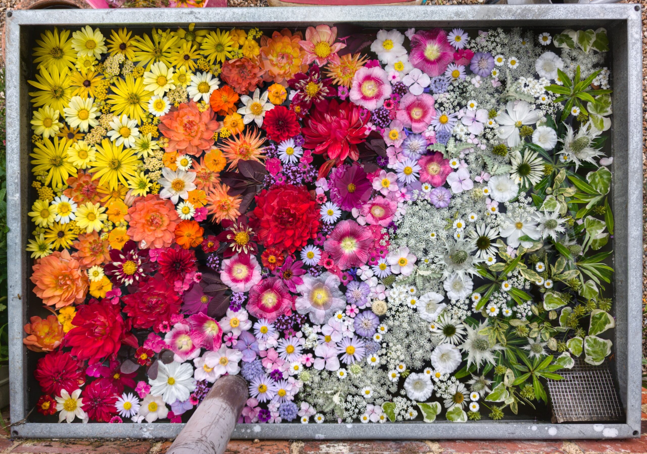 Great Dixter Autumn Plant Fair 2025