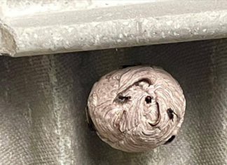 Suspected hornet nest destroyed