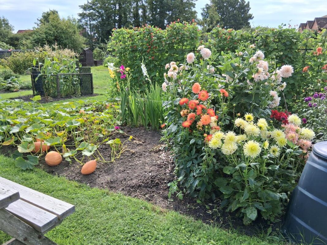 Stunning fruit and veg on Sue's plot