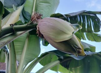 Going bananas in Rye!