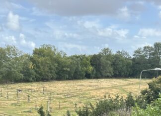 The future of the Iron Salts