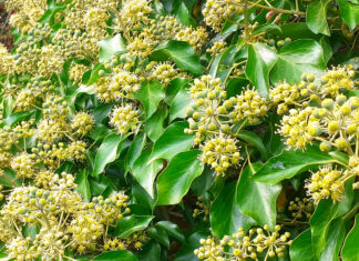 In evergreen support of Ivy