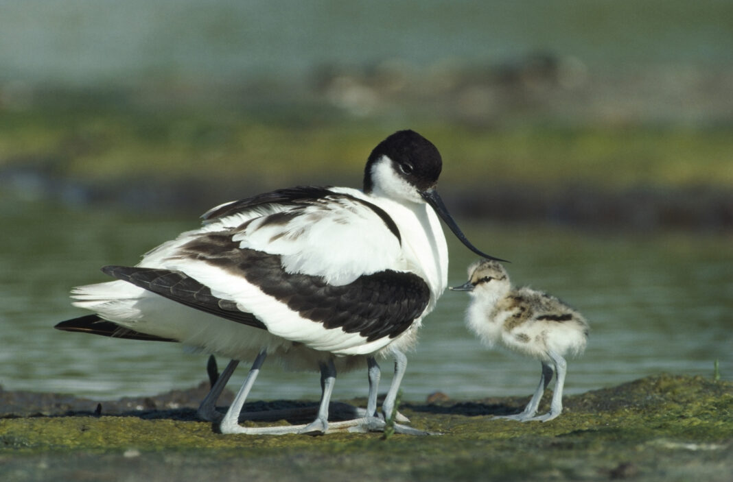 Avocet and chicks