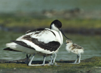 Bird nesting success