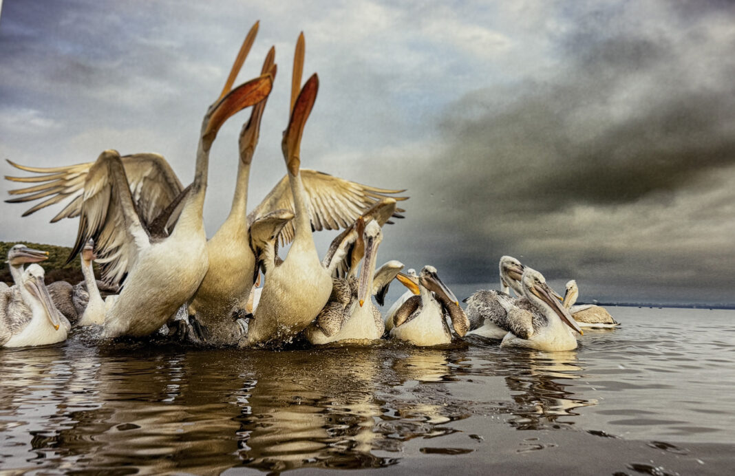 Rye and District Camera Club IMG_5112