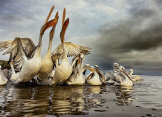 Stunning local talent on show