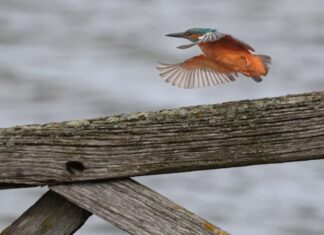 Birds captured on film