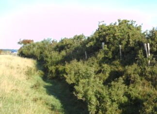 Time to harvest your sloes